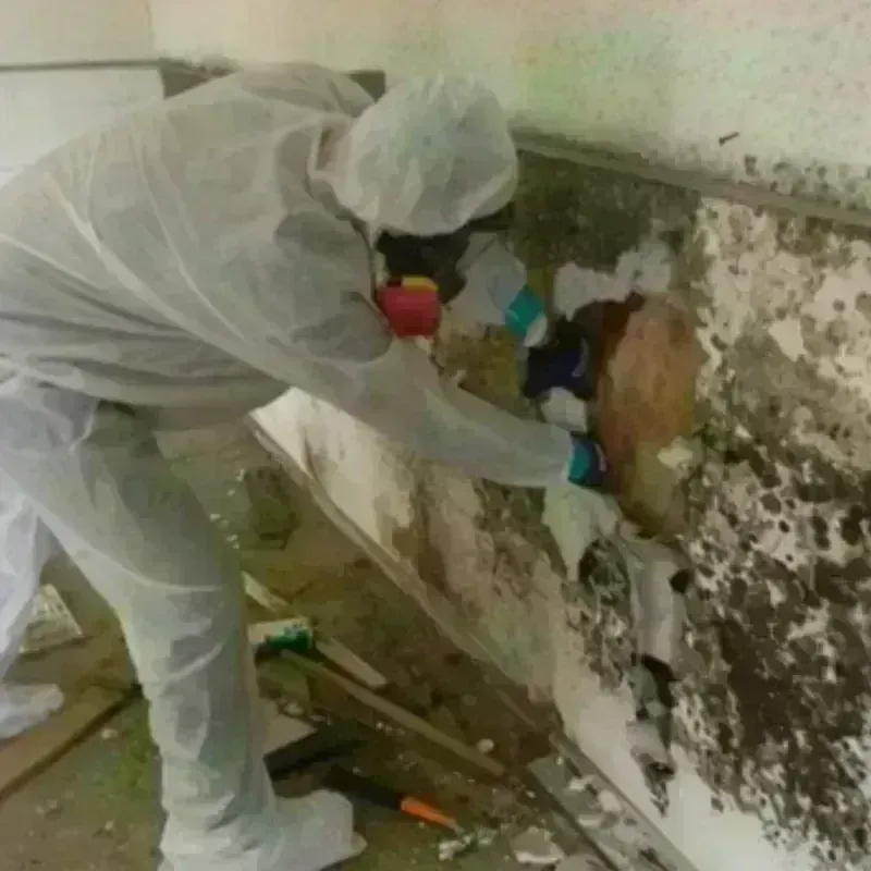 Mold Remediation and Removal in Byron, GA